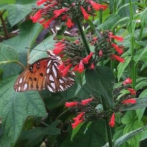 Meet your Posher, Debbie